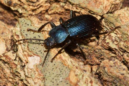 Réf. 278 503 : Helops caeruleus
